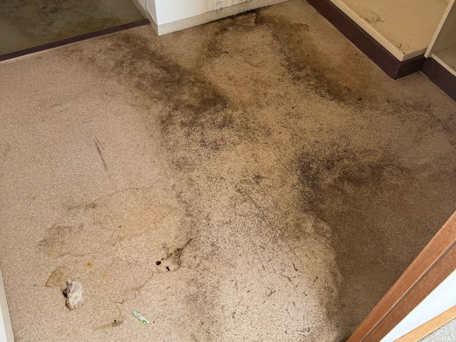 【損害保険加入済み】★写真での報告もOK★クリーニングはお任せください！