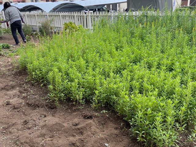 ちょっとした「めんどうな草むしり」お任せ下さい！　お庭・アパート・駐車場