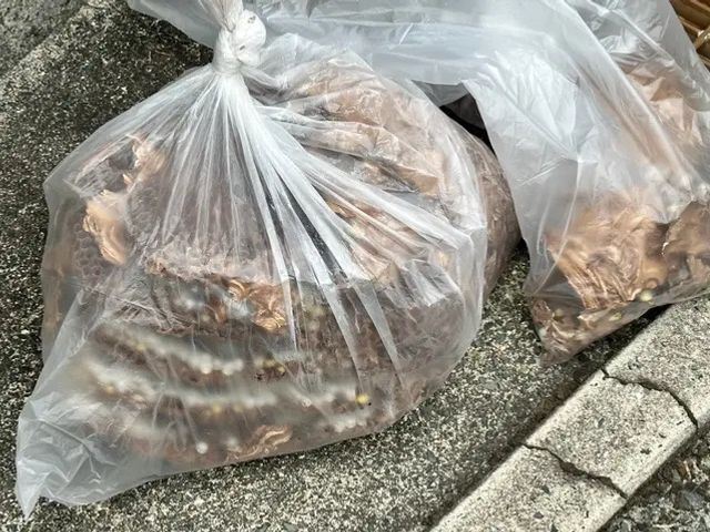 わかりやすい料金の蜂の巣駆除屋さん！出張見積無料です！