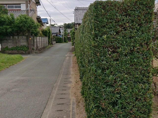 庭木その他敷地内の樹木の剪定 軽剪定 強剪定は勿論頭詰めなど幅広く対応します 鈴木造園の庭木の剪定 くらしのマーケット