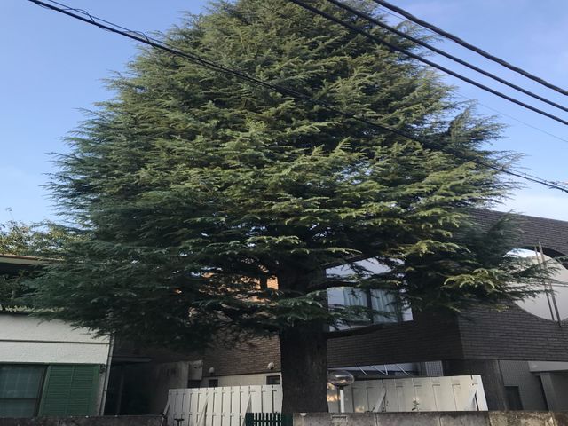 トネリコやヤマボウシなど見た目を柔らかく剪定することが得意です