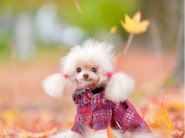 【300回以上の実績 】複数頭OK ! 大切な家族との素敵な思い出を !