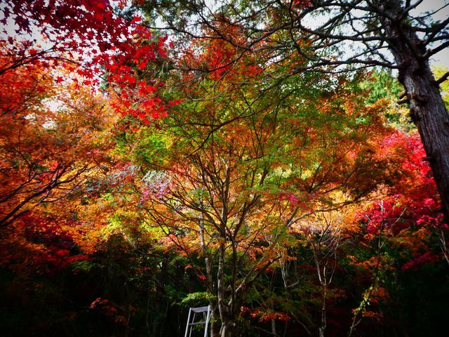 26年のあらゆる現場での剪定経験あり！樹木の医者！人と自然の共生を守るSWAT！