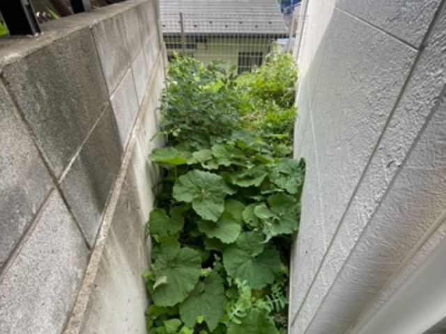 丁寧すぎる？！　よく言われます。草むしりは山本企画へ！