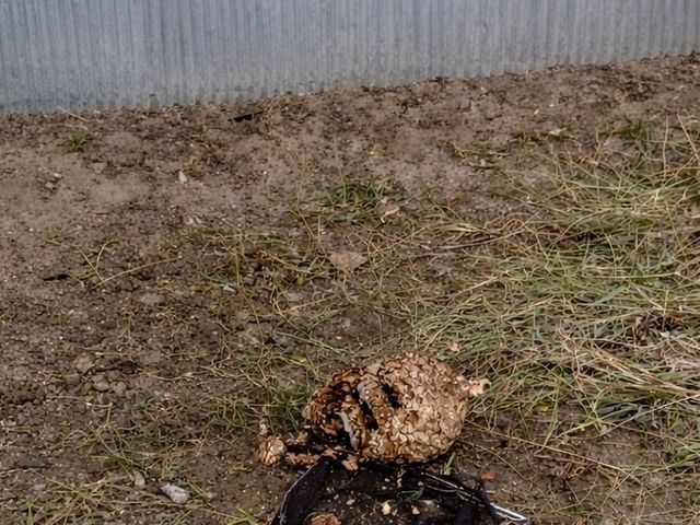 蜂の巣駆除｜即日対応OK！安全・迅速・安心施工！！