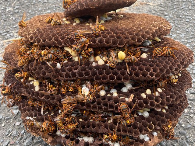 【安心の明朗会計】那須塩原市発　プロにお任せください　スズメバチ10,000円〜