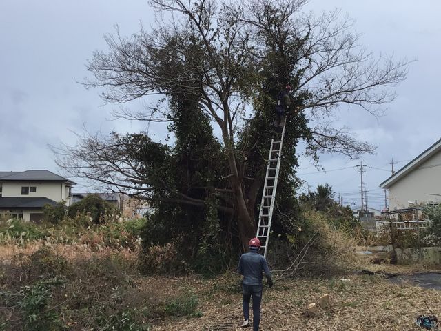 庭木の伐採、抜根承ります！