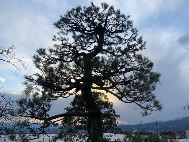 【年中無休】24年の職人技☆1000件以上の実績☆10年後まで考えた丁寧な剪定