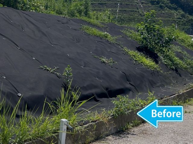 草抜かせてください！全力草抜き！めいっぱいキレイにしてみせます！