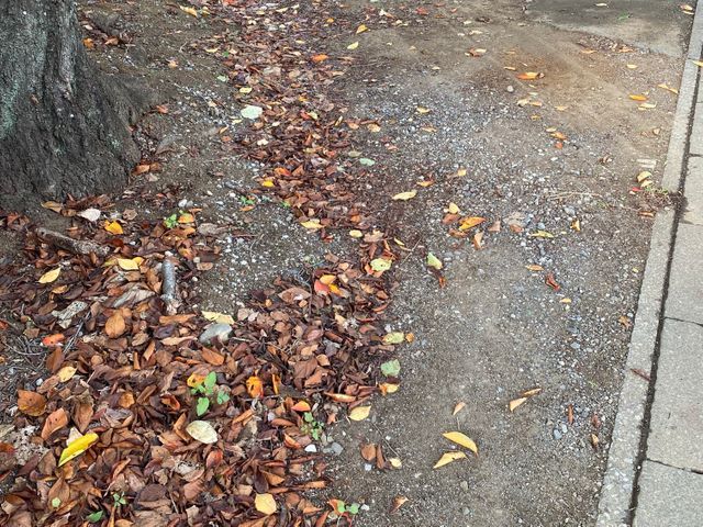 落ち葉清掃/回収処分