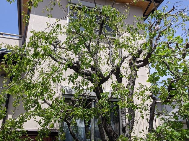 お庭の管理・庭木の剪定