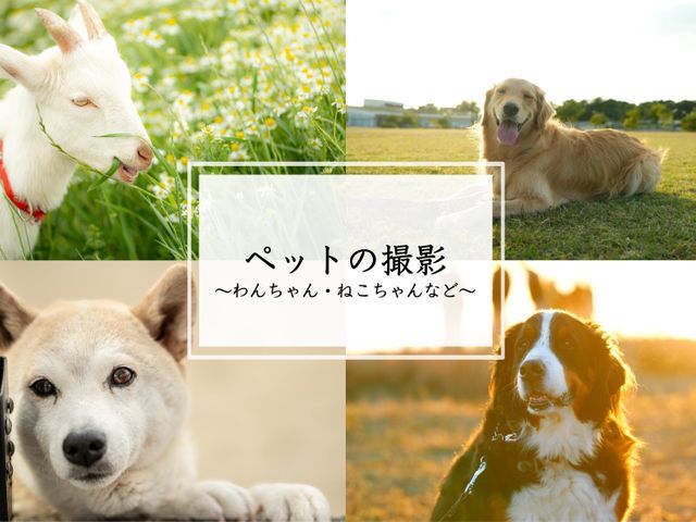 大切なご家族のワンちゃん猫ちゃん、様々な動物を自然体に可愛く撮影いたします！
