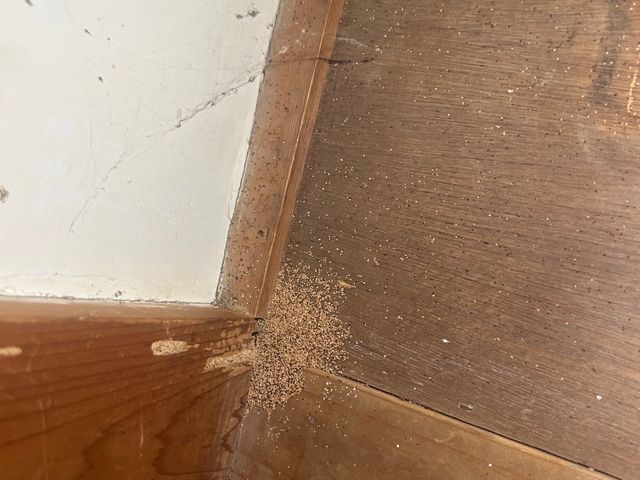 キクイムシ放置してませんか？繁殖すると大変です。一度ご相談下さい。