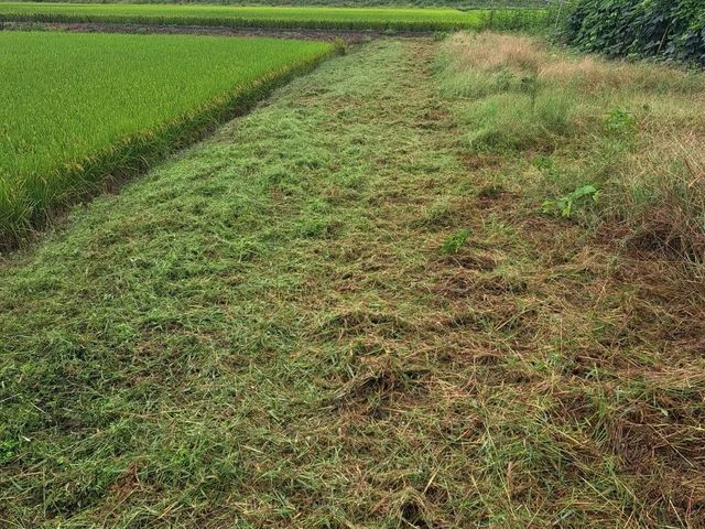 草刈り（草刈機）