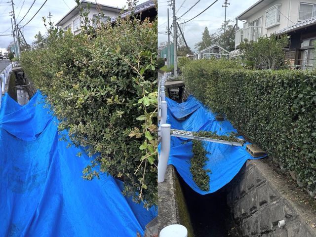 庭園管理士による庭木のお手入れ