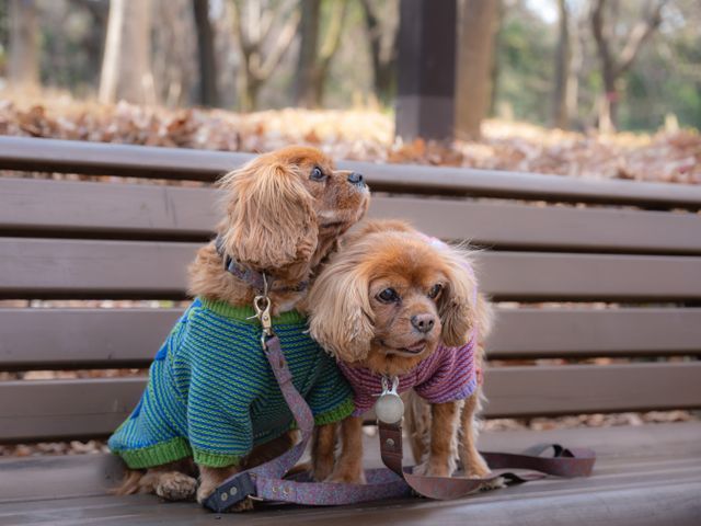 【先着5組限定】破格の1桁OFF！ペット撮影♪大切な家族の姿を撮影します