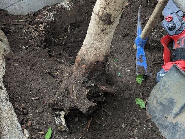 庭木の伐採・抜根で景観をキレイに！お庭のお困りごとは何でもご相談ください(^^)