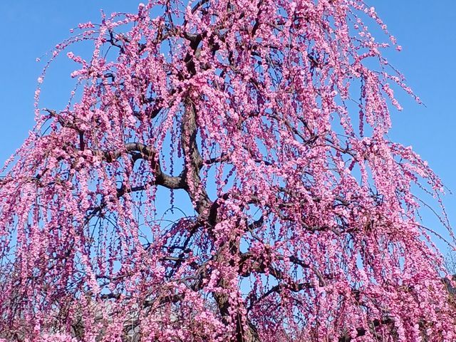 【業歴25年の実績】一級造園技能士◎熟練職人が迅速丁寧に仕上げます！