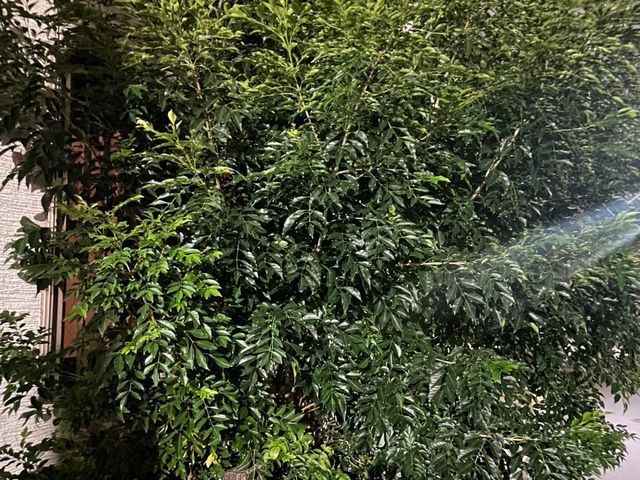 プロの庭木伐採・抜根サービス｜安全・迅速・丁寧に対応します