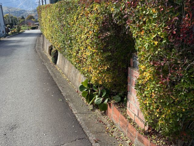 【女性スタッフ同行】ご要望を丁寧にお聞きし、理想の庭を実現するオーダーメイド剪定