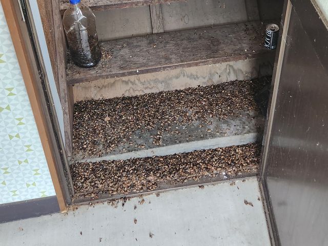 【休日対応可】嫌な臭いの害虫、ゲキタイします！