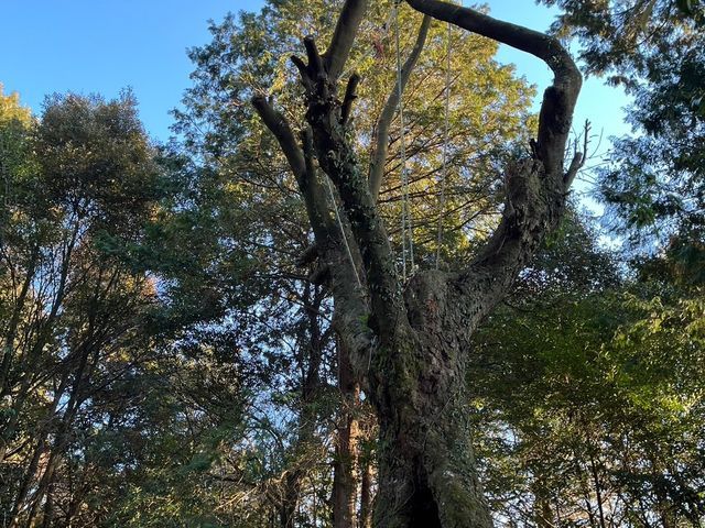 ★難しい現場も対応★14年以上の実績と自社施工で安心の伐採・抜根サービス