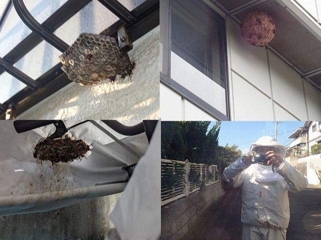 茨木より。即日・翌日対応でハチを駆除！夜間作業も対応可能。お気軽にご相談下さい。