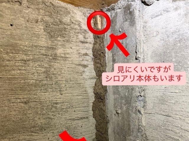 シロアリ予防、駆除消毒