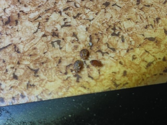 完全駆除プラン1年保証もプランによりあります。見積もり後追加費用なしです。