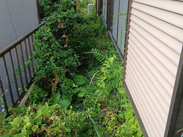 雑草があると風通しも悪いし、害虫もきます。草を切ってスッキリしましょう！