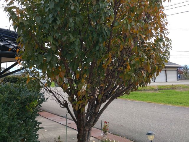 庭木の剪定、お受け致します。荒れたお庭もご相談ください。