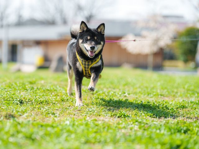 いつもの日常を新たな思い出に　ペットの記念撮影