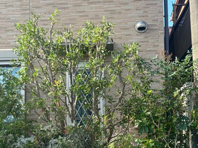 【CODIT理論】30年の経験と何千本の実績！CODIT剪定で樹木に優しい