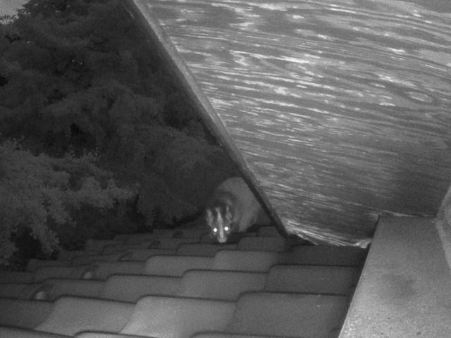 【業歴20年】ハクビシン・アライグマ・イタチ駆除｜再発防止まで対応