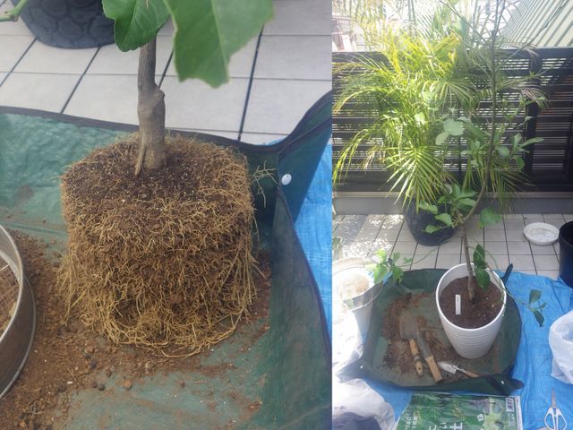 歴60年のベテラン庭師が対応。庭木の事ならなんでもご相談ください