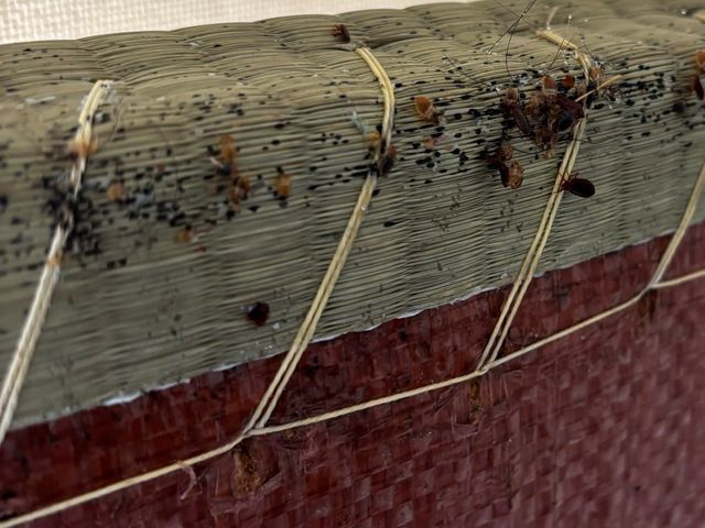 ☆新春キャンペーン料金50%オフ☆※予防のみの料金です【害虫駆除/トコジラミ】