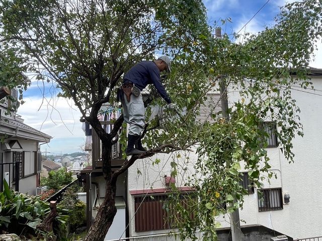 丁寧すぎる？！　よく言われます。庭木の剪定は山本企画へ！