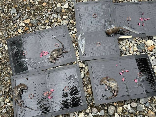 ネズミ駆除お任せください！トムはいいけどジェリーは、、、安心安全な生活の為に！