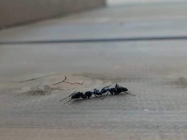 クロアリ防除施工