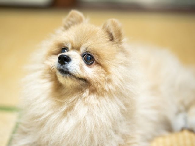 《全写真レタッチ付き!!》走る、じゃれる、甘える—動きの中にある感動を写します！