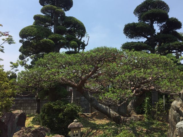 10年以上の実績！庭木の剪定承ります！1本でもOK！