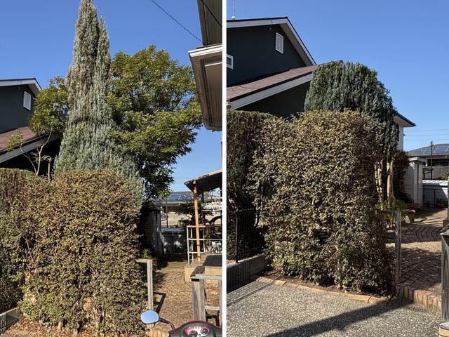 【高所対応可】伸びすぎた庭木をスッキリ剪定｜福岡市東区・糟屋郡対応｜追加料金なし