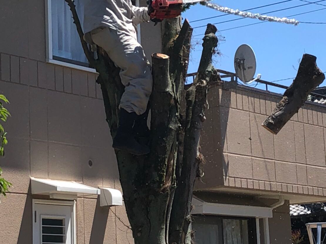 愛知県全域対応です　チェーンソー取り扱いの資格所得　森林組合での経験ありです