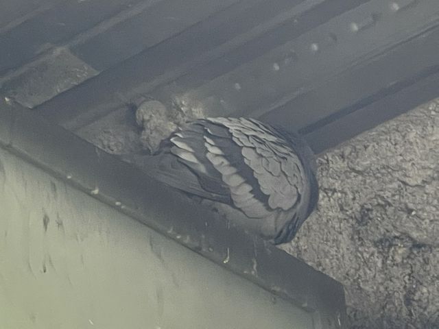 【防除歴12年以上】工場・倉庫などの糞害対策 お任せください