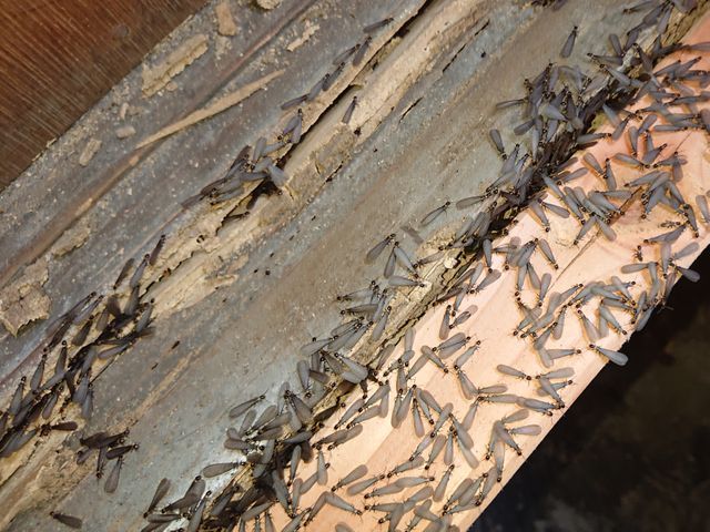 しろあり防除施工【社員全員「しろあり防除施工士」資格所持！】