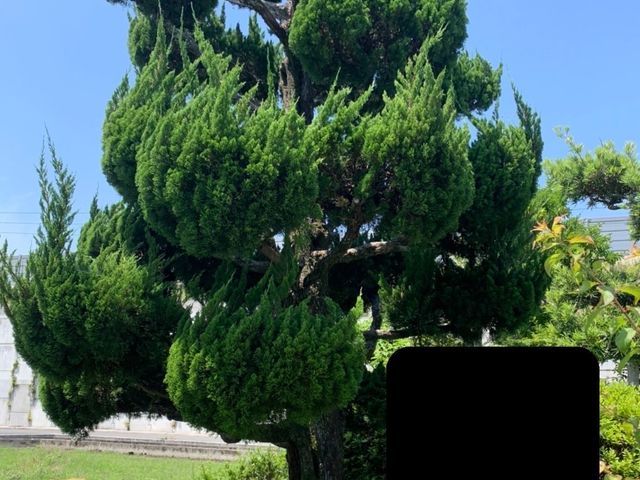 草刈、剪定、木の伐採 (お仕事受けます) | cic.umich.mx