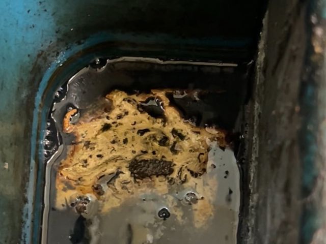 毛虫対策されてますか？素人がやると危険。この際にプロに頼んでみてはいかがですか？