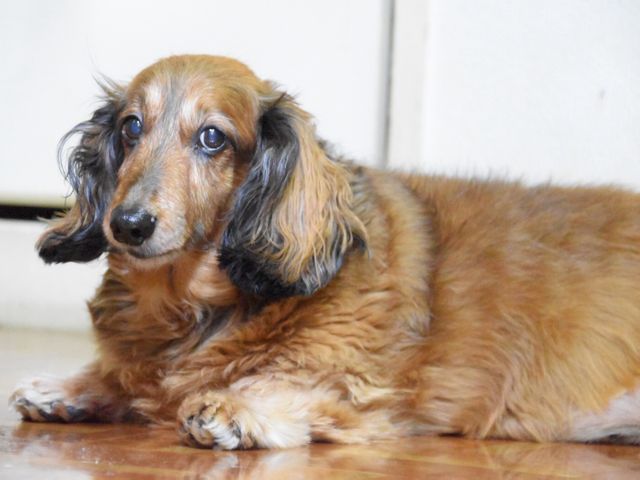 愛するペットのご撮影