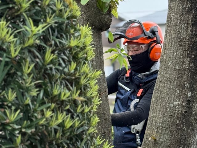 安心事前無料見積もり！立ち合いなし可！伐採、草刈り承ります。