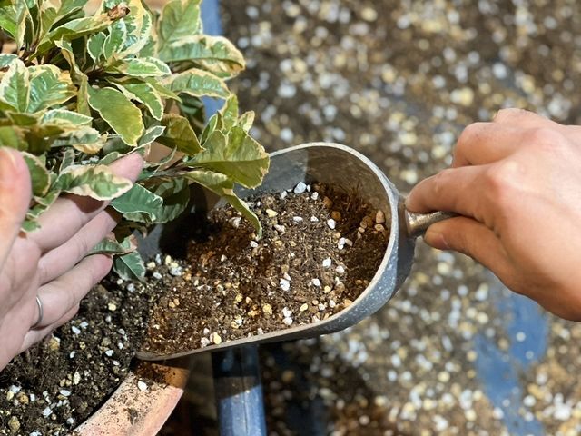 【夫婦で営む植物屋さんが訪問◎】安心・丁寧な作業で庭をリフレッシュ